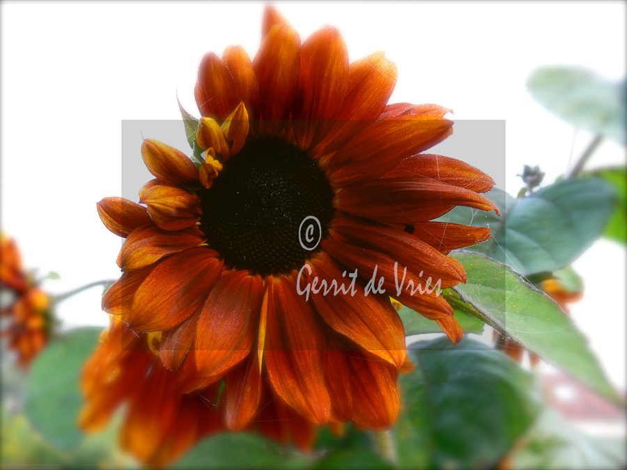 zonnebloem
sunflower