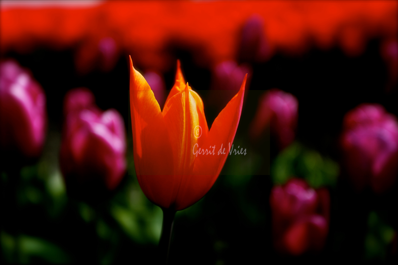 Rode tulpen "Ballerina" Red-Tulip_MG_5967