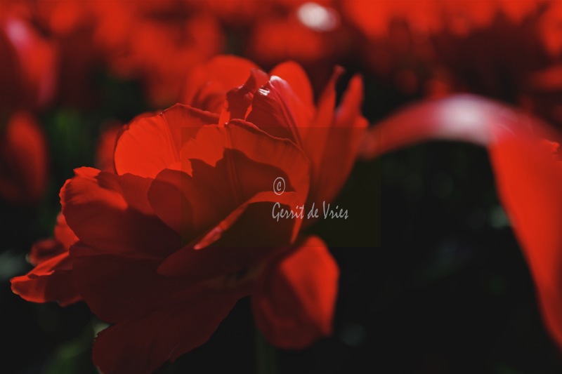 Rode-Tulp/red tulip-MG_5018