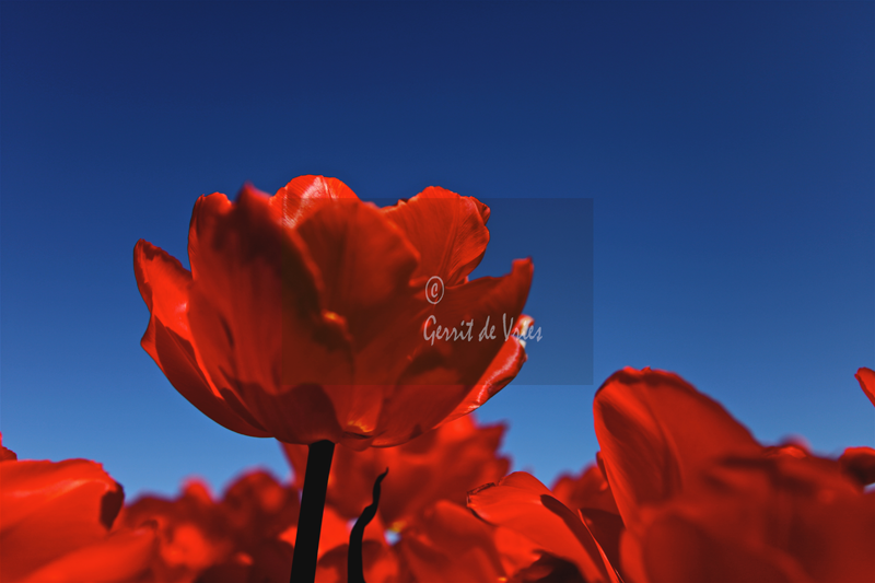 Rode-Tulpen/red tulips-MG_4994