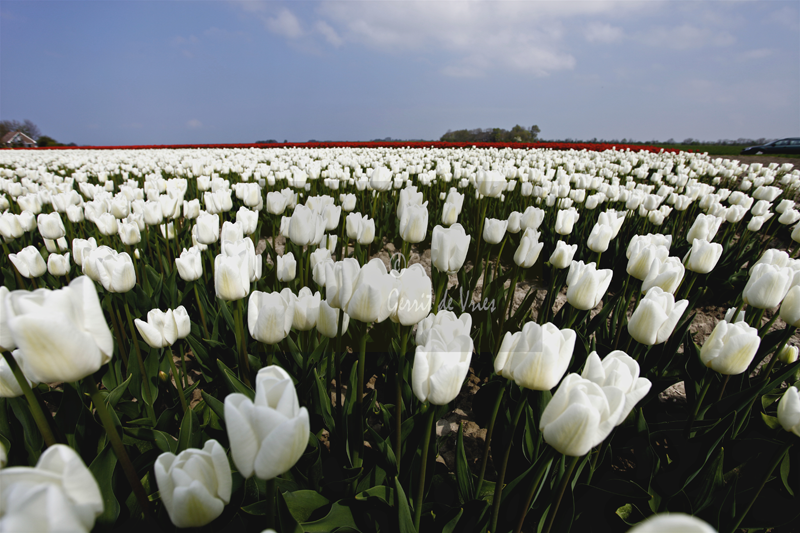 Witte-tulpen/white tulips_ MG_6071
