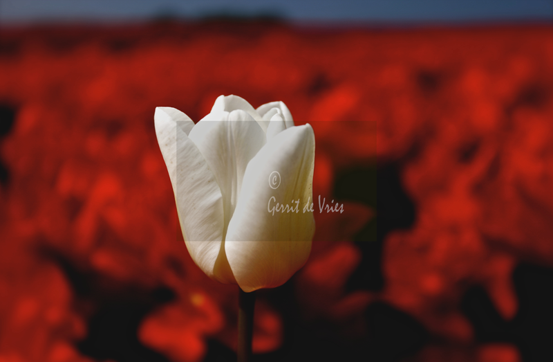 Witte tulp-in-een rood-veld-MG_6064