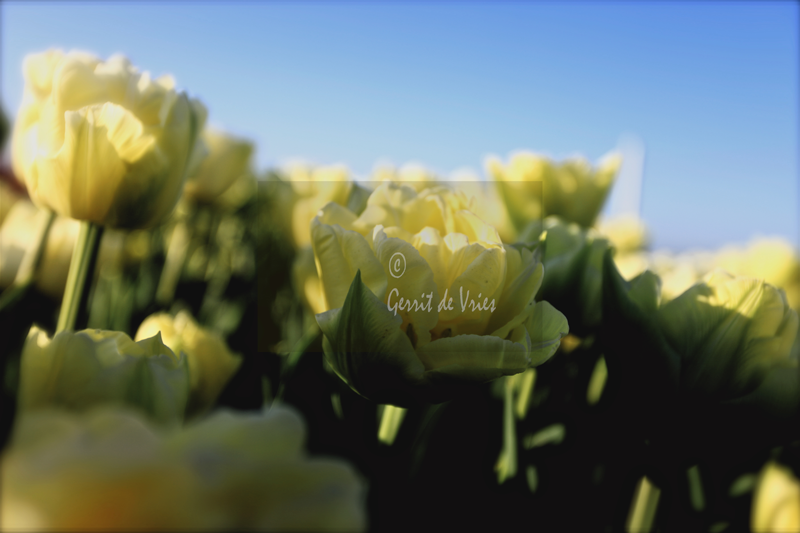 Witte-tulpen/white tulips_MG_4738