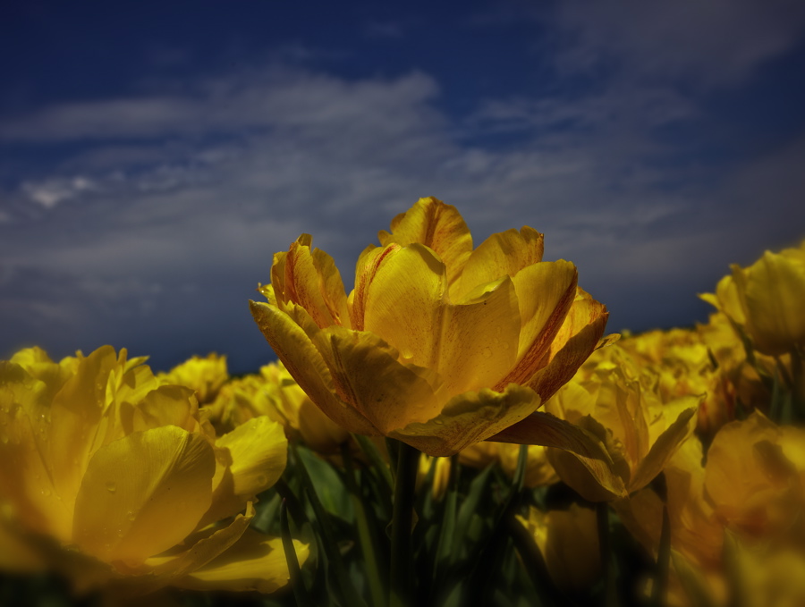 gele_tulpen Yellow tulips