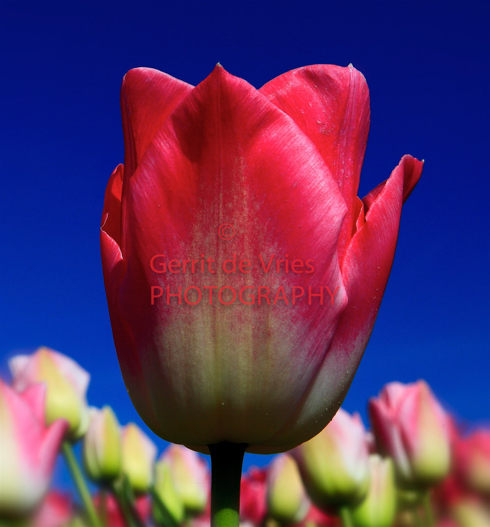 Rose tulp, Pink Tulip_MG_9118