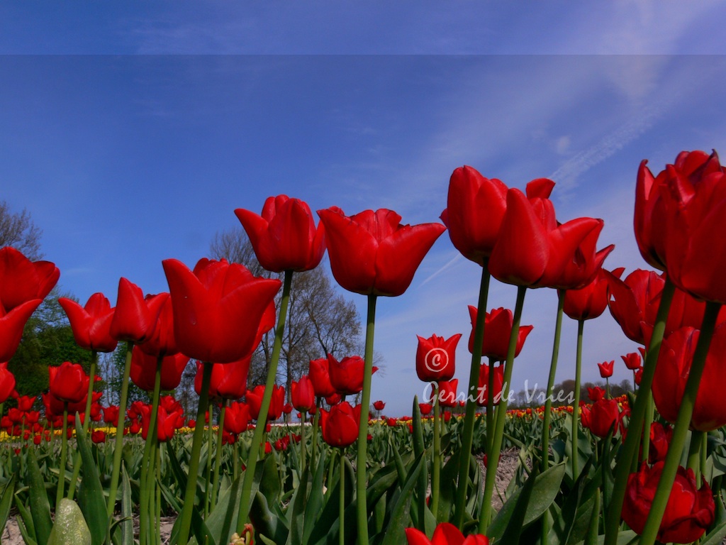 rode-tulpen-1130475
red tulips